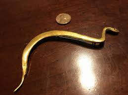 Rare MMA Egyptian Revival Gold Cobra Brooch Metropolitan ...
