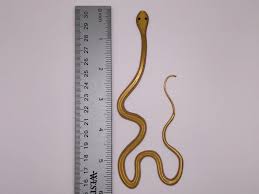 Baby Snake - Tropical Themed Bookmark, Several 2-color ...