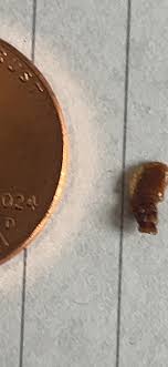 Mystery bug : r/whatsthisbug