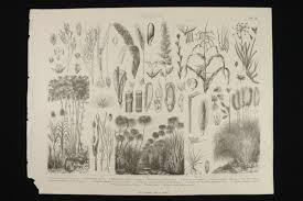 Botanical Engraving Foil 10 Fat and Cª. Corn, tufa, rye, rice ...