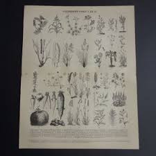 Old Potato Drawing - Etsy