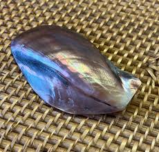 Large Brown Lip Oyster Shell - Pearlized Shell - Coastal ...