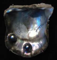 Pteria sterna - Wikipedia