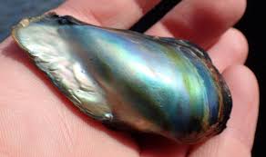 Really Nice Large Red Abalone Pearl | Pearl Education ...