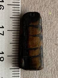 A couple of unusual fossils from the Gulf Coast - Fossil ID - The Fossil Forum