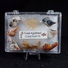 Vintage Coral Display - Etsy