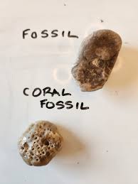 Best spot in Wisconsin to find Petosky stones?