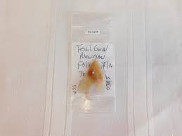 Newnan Type Point - COA - Fossils & Artifacts for Sale | Paleo Enterprises