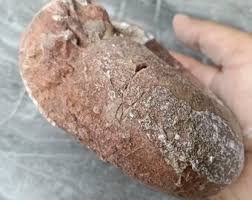 1320 Gr Natural Indonesia Fossil Ammonite Gemstone 8 - Etsy