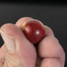 Vintage Akro Agate Peltier Art Swirl Glass .62”Marble Tan ...