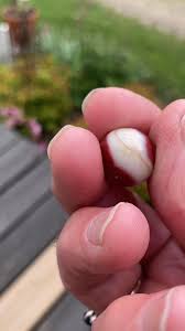 Is this an Akro Oxblood marble or what is it?