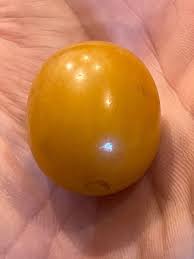 RARE! Old German butterscotch bakelite amber swirl jumbo olive bead 062124dAE | eBay