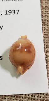 Cypraea Pustularia bistrinotata 19 mm Taken Live 1999 Philippines | eBay