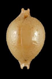 Pustularia cicercula cicercula 19.62 mm Gem - Thelsica