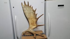 Awesome ALASKAN MOOSE ANTLERS whitetail antler deer mule ...