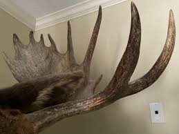 Moose Shoulder Mount Taxidermy - Etsy