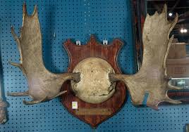 Sold at Auction: Canadian moose antlers mounted on shield ...