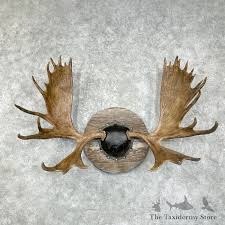 Moose Antler Plaque For Sale #25884 - The Taxidermy Store