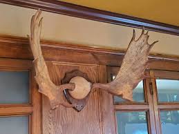 Moose Antlers