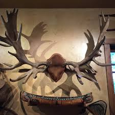 Non typical moose from the @dickidol studio ...