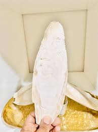 Fofo Olokun From Nigerian Sea - Natural (cuttlefish Bone ...