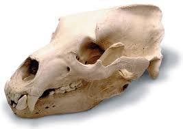 GRIZZLY BEAR SKULL | Skull Duggery | USD 324.76 | InStock