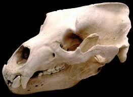 Grizzly Bear Skull