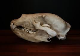 Grizzly Bear Skull - Full Sized Large Replica Skull - FREE ...