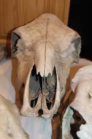 5 Cow Skulls European Mount Taxidermy Texas Longhorn Western ...