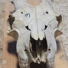 REAL Goat Skull [6] - Etsy