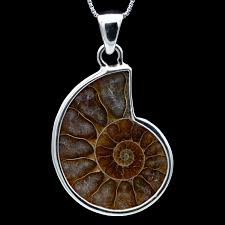 Ammonite Fossil Jewelry - Necklaces and Earrings - Mini Museum