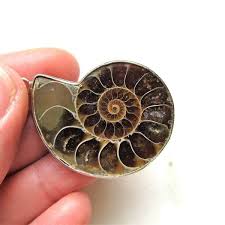 Vintage Spiral Shell Artifact Necklace Pendant ETC7714 ...