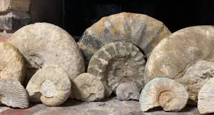 Some of the larger ammonites we have found on our family property in North Texas. : r/FossilHunting