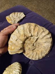 Fossils found on Lake Travis island