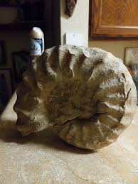 Found in San Antonio near Salado Creek. | Facebook