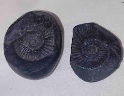 SJD Hub Natural Black Saligram Shila for Pooja for Divine ...