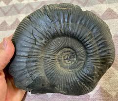 RARE Large Saligram-Ammonite Fossils from Himalayan ...