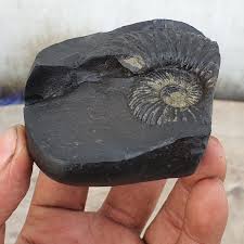 Rare Big Size Sudershan Shaligram • Shaligram Shila ...