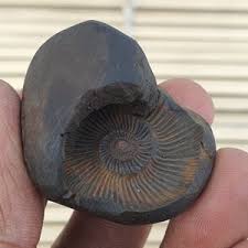 Extremely Rare Sudarshan Shaligram, Yellow Brown Shaligram ...