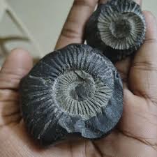 Any chance they're real? Bought them from a Nepali local guy ...