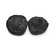 Fossil Ammonite Shaligram - Atma Ethnic Arts