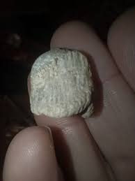 Anyone ever try hounding at night with a UV light?? It's my ...