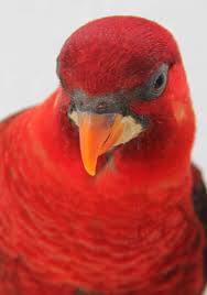 LORY GEL | Psittacus USA | Psittacus Store USA