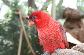 Cardinal lory - Wikipedia