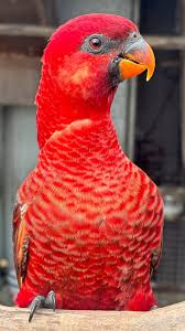 cardinal #lory #aviary #exotic