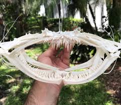 Monkfish skull. Not bad for my first fish skull. Really weird crispy skull bones. Wow-wee guys. 🐡🖤 #boneart #skulls #fishskull #vultureculture #odditiesandcuriosities #oddities #wunderkammer #bonesandskulls #boneartist #bonecollector #monkfish