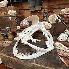 ✨PRFM HOLIDAY MARKET✨ VENDOR FEATURE THE HIDDEN PATH Founded in 2019, The Hidden Path is an online curiosity shop specializing in various oddities, houseplants and bioactive terrariums. @_thehiddenpath 🗓️December 1st 📍Centennial Hall