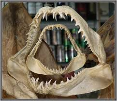 鯊魚 | 鯊魚 | Jones_Photo | Flickr