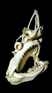 Monster Shark Skull showcase after meticulous cleaning #vultureculture #taxidermy #anatomy #fish - YouTube