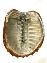 Sold at Auction: Antique American Alligator Snapping Turtle ...